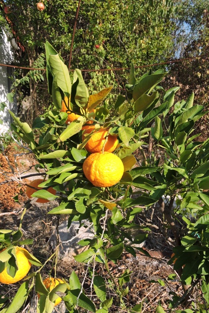 Bush Mandarin fruit